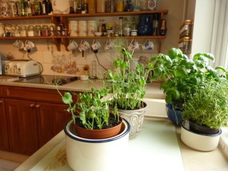 Copyright image: Pea shoots growing indoors in pots.