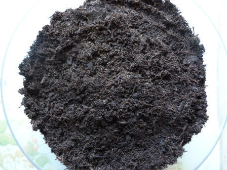 Copyright image: Mixed compost and sand for growing pea shoots.