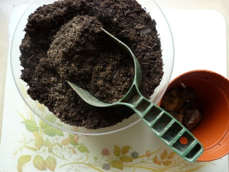 Copyright image: Planting pea shoots in a pot.