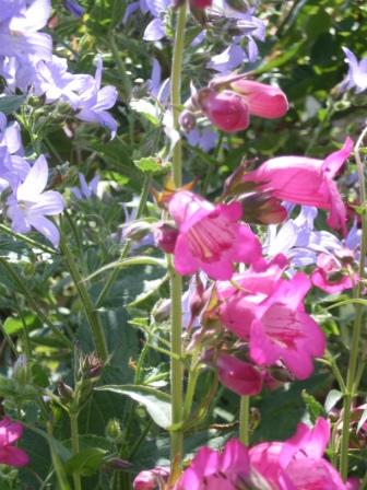 Copyright image: Cottage garden flowers - blue campanula and pink penstemon.