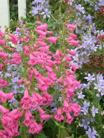 Copyright image:  Beautiful plant combination of campanula 'Pritchard's Variety' and penstemon. 