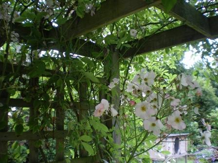 Copyright image: Pergola climbing plants: a vigorous pale pink rambler rose growing over a pergola.