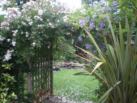 Copyright image: Pergola climbing plants: a heavenly purple clematis growing over a pergola trellis.