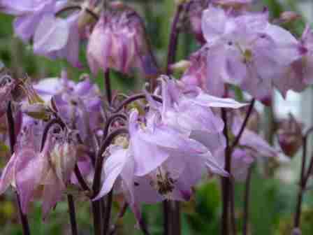 Copyright image:  Delicate heads of the pink aquilegia cottage garden flower. 