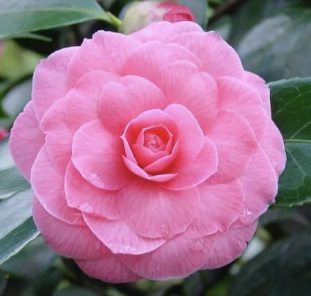 Camellia japonica