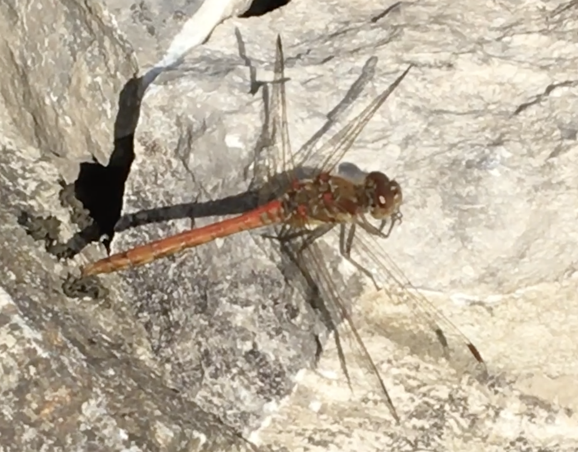 Copyright image: A beautiful red dragonfly in our waterfall pond. Copyright image: A beautiful red dragonfly in our waterfall pond.