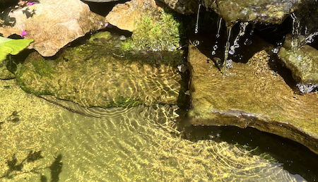 Copyright image: moss on the stones in our waterfall pond. Copyright image: moss on the stones in our waterfall pond.