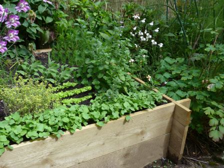 Copyright image: Raised bed with low growing and climbing vegetables in a vertical garden.