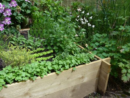 Copyright image: Herbs and vegetables growing in a raised bed.