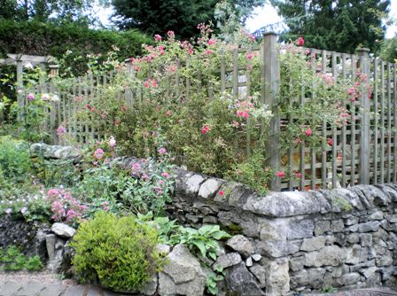 Copyright image: Pergola climbing plants: a beautiful pink climbing rose growing over trellis.