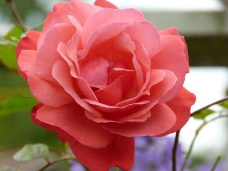 Copyright image: a beautiful deep pink climbing rose 'Galway Bay'.