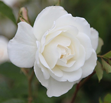 Climbing rose 'Iceberg'.