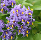 Copyright image: Pergola climbing plants: the gorgeous solanum or potato vine.