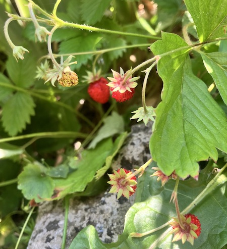 Plants-wild strawberries
