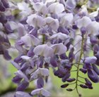 Pergola climbing plants: the wonderful purple flowers of the wisteria.